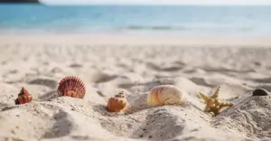 coquillages